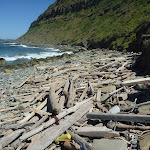 Washed up timber (207283)