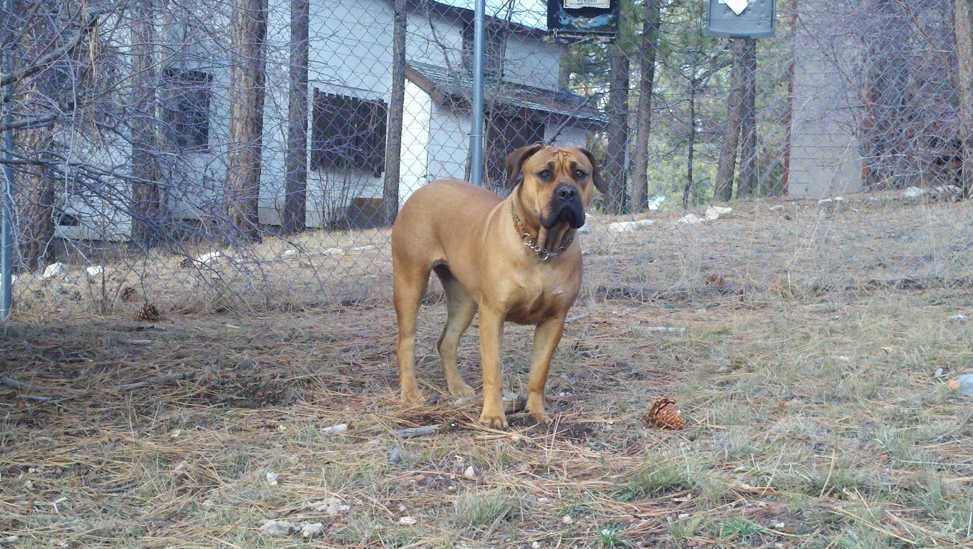 tosa boerboel mix