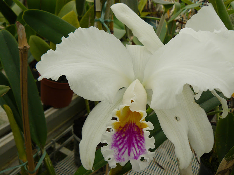 Cattleya mossiae f. semi-alba P1050673