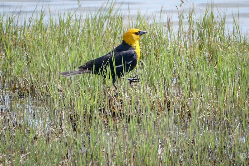Yellow-headed Blackbird P1030005