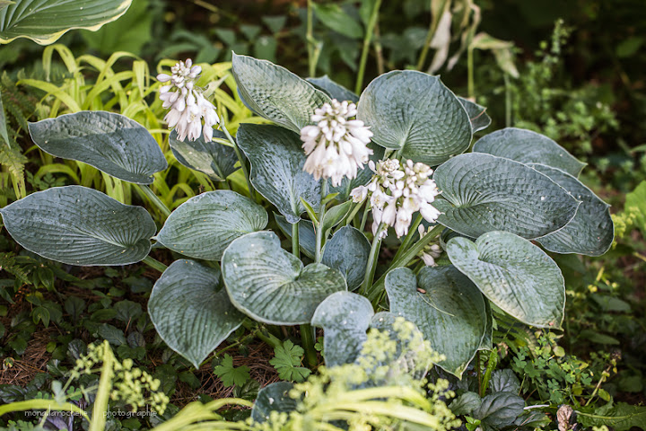 Hosta Ryan's Big One Hosta-ryans-big-one-130722-46rm