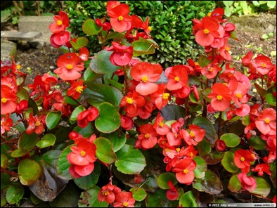 begonia_semperflorens_02