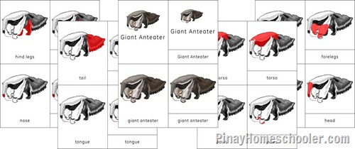 South America Continent Green Iguana and Giant Anteater Nomenclature Cards