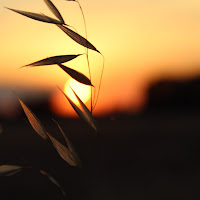 Un tramonto tra la natura di 