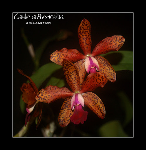 Cattleya Preciosilla Cattleya_preciosilla2