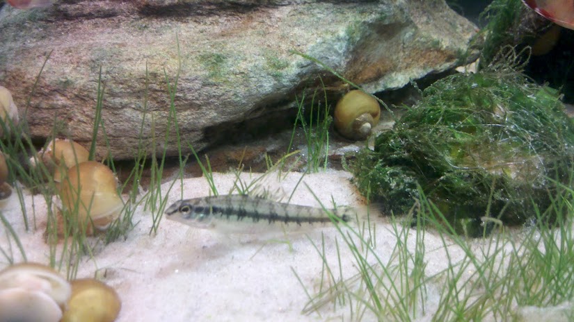 Aquário Plantado com Corydoras e outros - Página 5 12+-+16