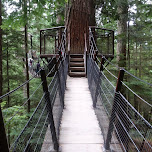 treetops at the Capilano Suspension Bridge in North Vancouver, Canada 