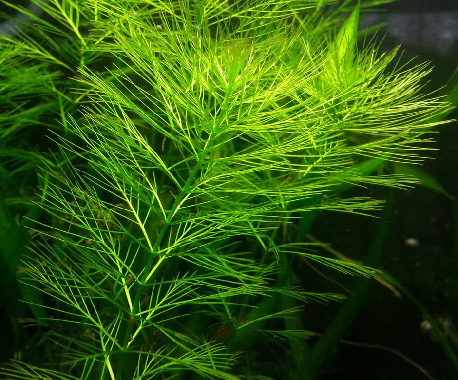 Перистолистник водный (Myriophyllum aquaticum)