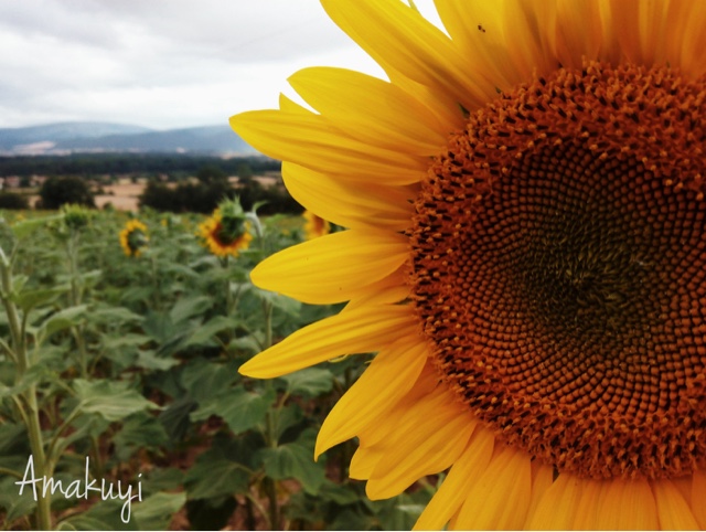 Flor-girasol-de-la-a-a-la-z