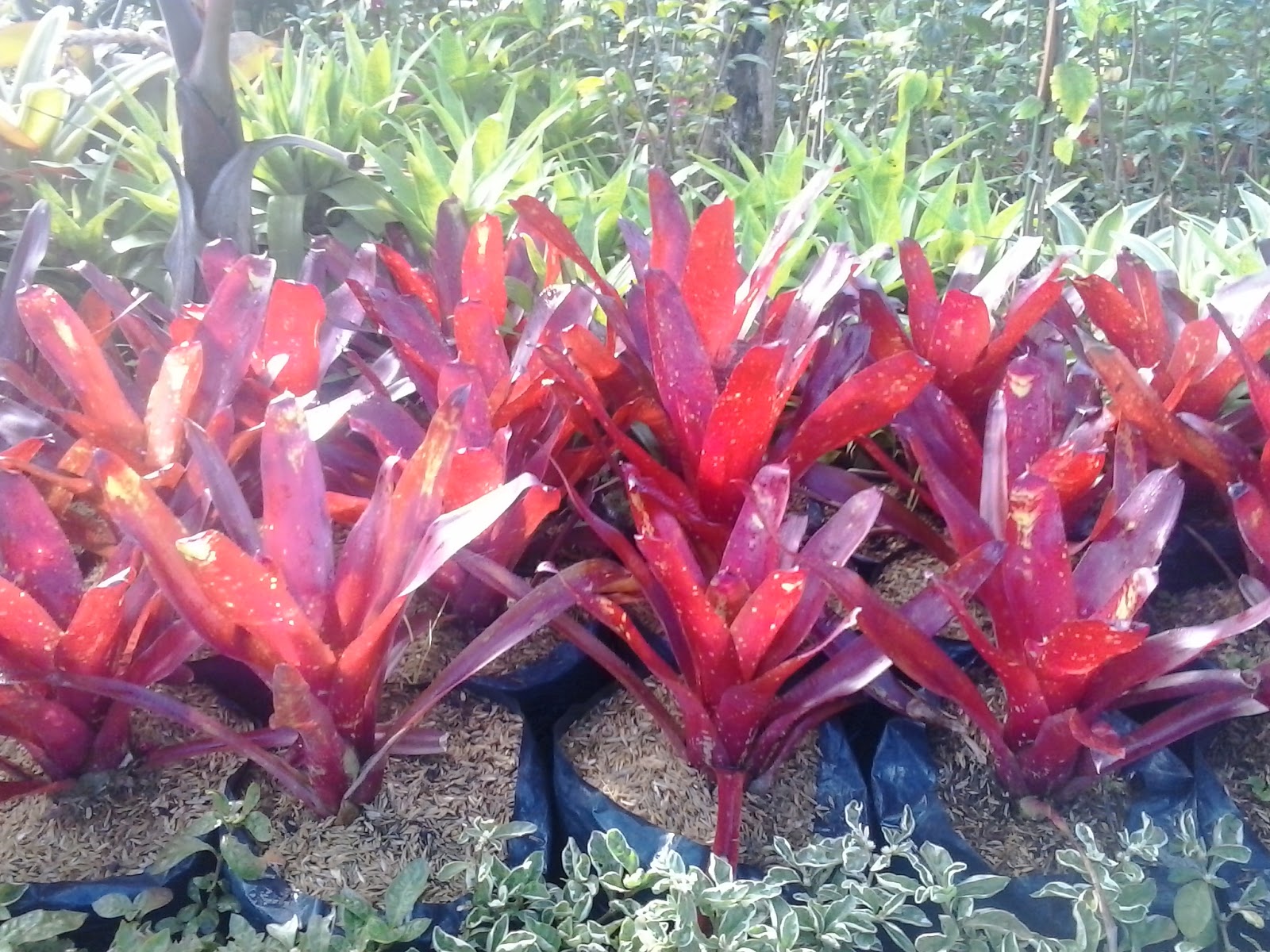 Pohon bromelia guzmania  jenis jenis bromelia penjual 