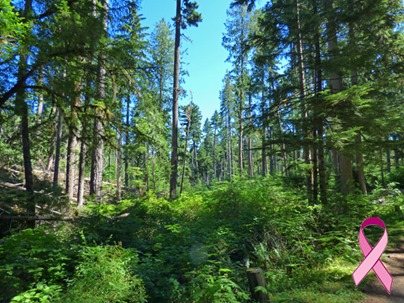 Heart O’ the Hills Campground, Olympic National Park 