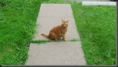 Hiro Surveys the Sidewalk