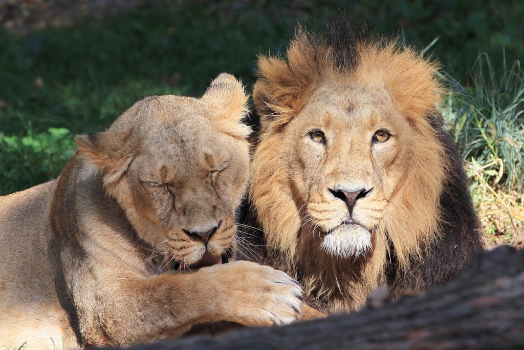 IMAGE: https://lh3.googleusercontent.com/-2VqdVmrRY3U/TouT7714veI/AAAAAAAACAM/Wa7JjaLdeck/s1024/IMG_0603.JPG