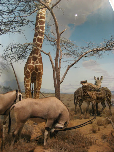 Exploring Pittsburgh: Carnegie Museum of Natural History 