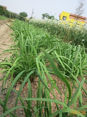0920 089 - 大鶯路 韭菜花