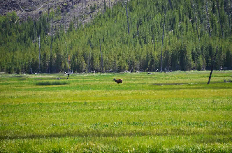 yellowstone