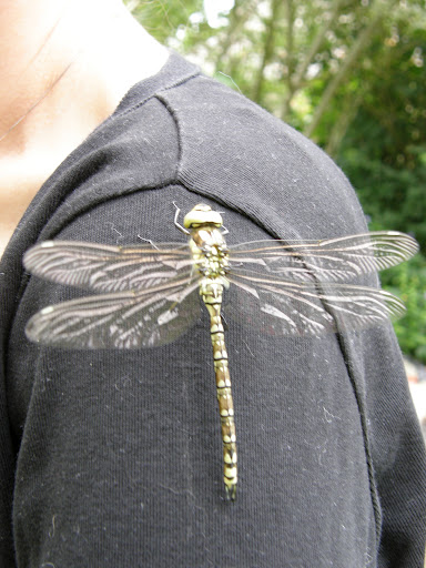 https://lh3.googleusercontent.com/-2WwSEVB8wY8/UB1H77cWboI/AAAAAAAAOSg/xfp99gWZqLQ/s512/P6130003.JPG