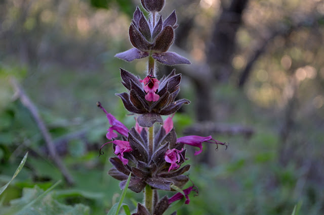 hummingbird sage