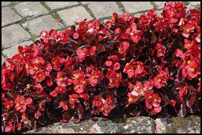 Begonia-semperflorens