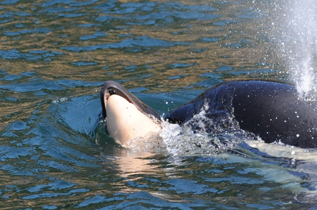 This photo from 25 July 2018 shows the orca mother, J-35, balancing her dead baby on her nose, trying to keep it afloat. By 1 August 2018, members of the pod were taking turns floating the body of the newborn calf. Photo: Ken Balcomb / Centre for Whale Research