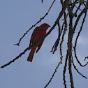 Summer Tanager (male)