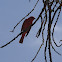 Summer Tanager (male)