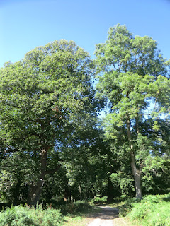 CIMG3872 Cobham Park