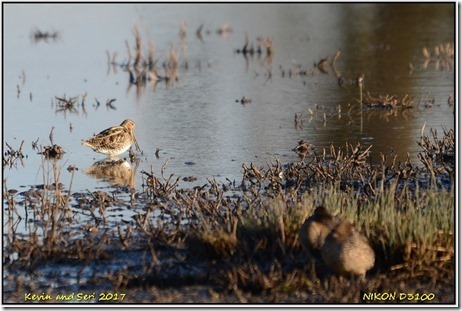 Slimbridge WWT - January