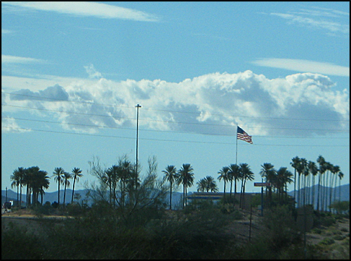 PalmTrees