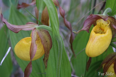 Yellow Lady Slipper