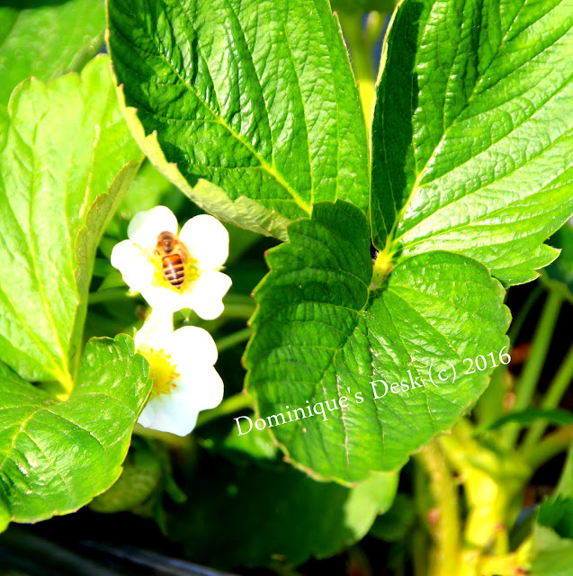 bees on the flowers