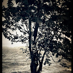 Shadow beneath the tree. 20120529-01-shadow_beneath_tree.jpg