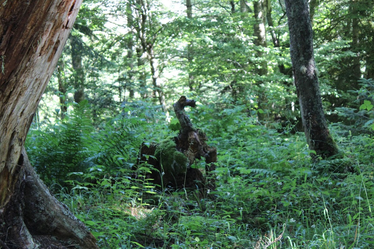 L'étang du Conte au dessus de Merens les vals IMG_3459