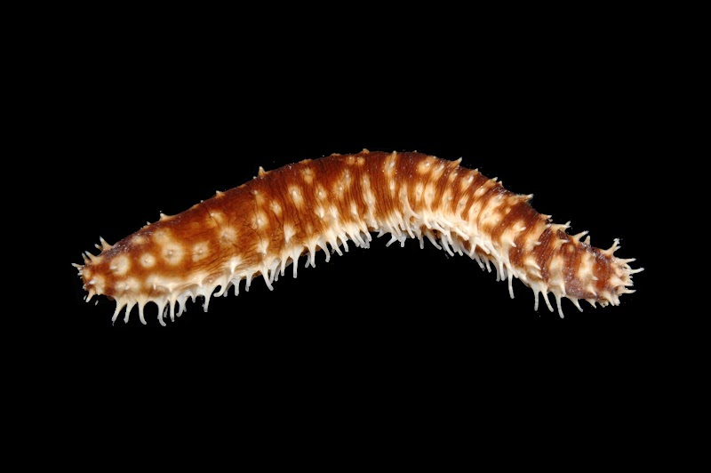 Holothuria hilla. Kosrae, Federated States of Micronesia.