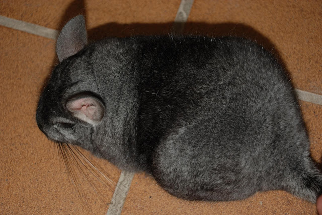 Cosas previas a tener en cuenta antes del Taller Básico y Práctico de Chinchillas de Show. 020