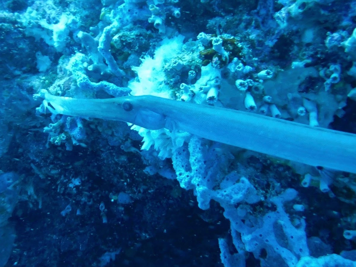 Yellow Trumpetfish