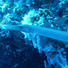 Yellow Trumpetfish