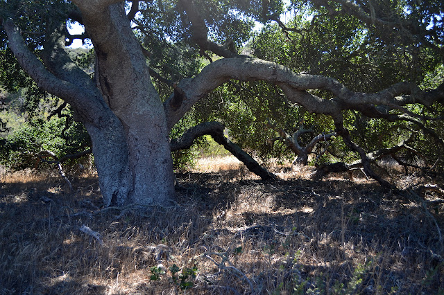 spreading oak