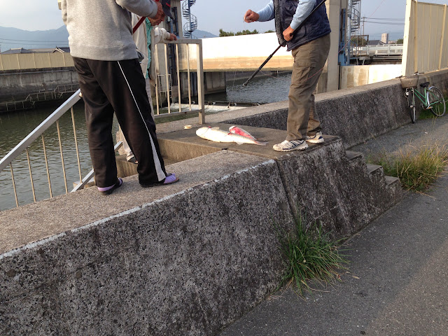 曽根干潟　竹馬川河口　釣った魚-1