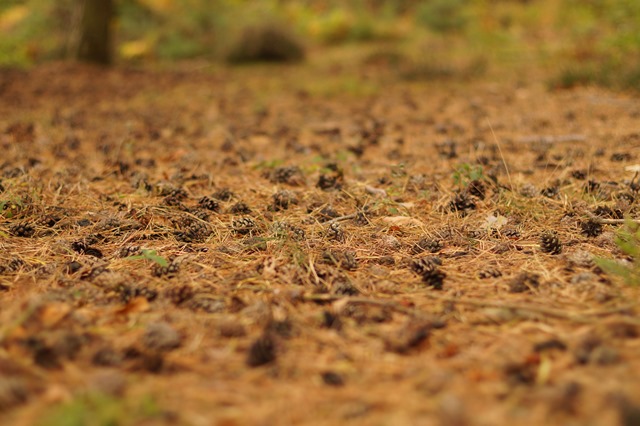 Holt country park Norfolk in autumn