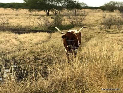 Texas Longhorn