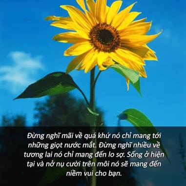 Hình ảnh: Thong diep hay ve tinh yeu va cuoc song 8