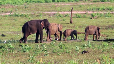 Family out walking