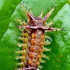 Slug Moth Caterpillar