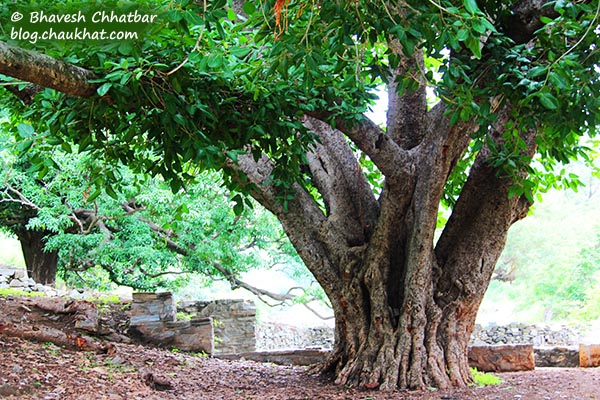 A big beautiful tree at Kumbhalgarh Fort