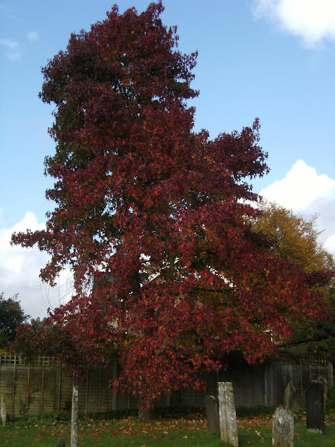 1010300041 Autumn colours in St Nicholas' churchyard