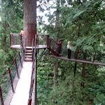 treetops bridges in North Vancouver, Canada 