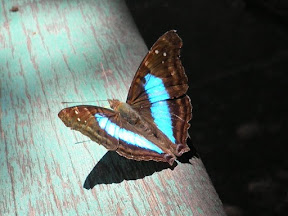 IGUAZÚ LADO BRASILEÑO - ARGENTINA Noviembre 2011 (6)