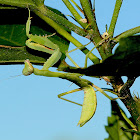 Giant Asian Mantis (nymph)