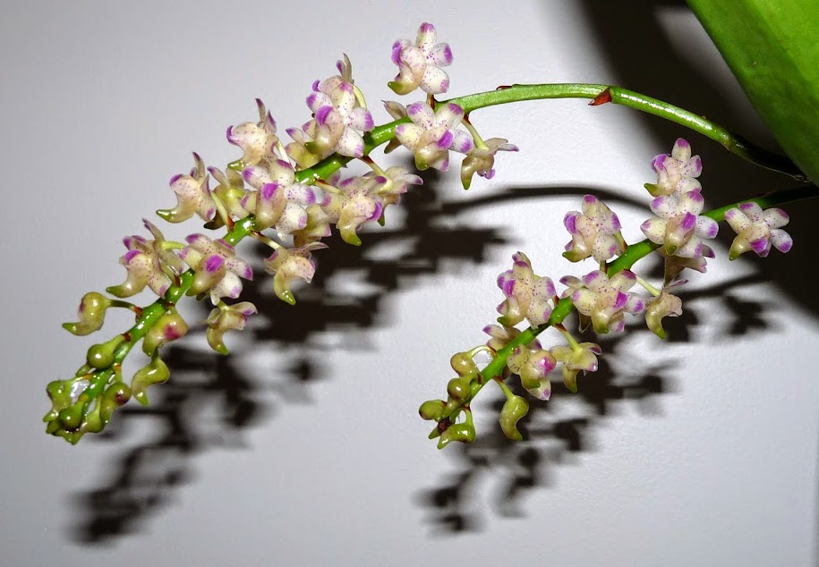 Aerides quinquevulnera P1440242